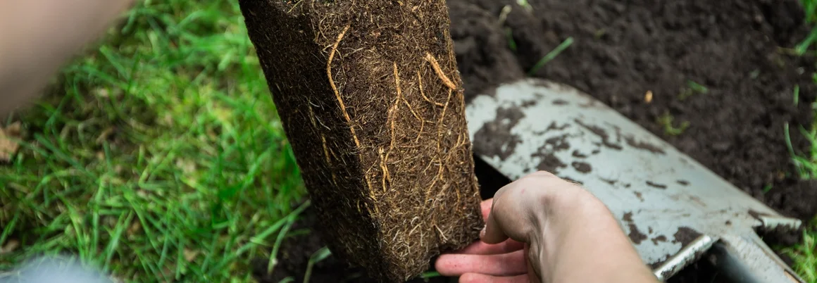 Person pflanzt Setzling ein